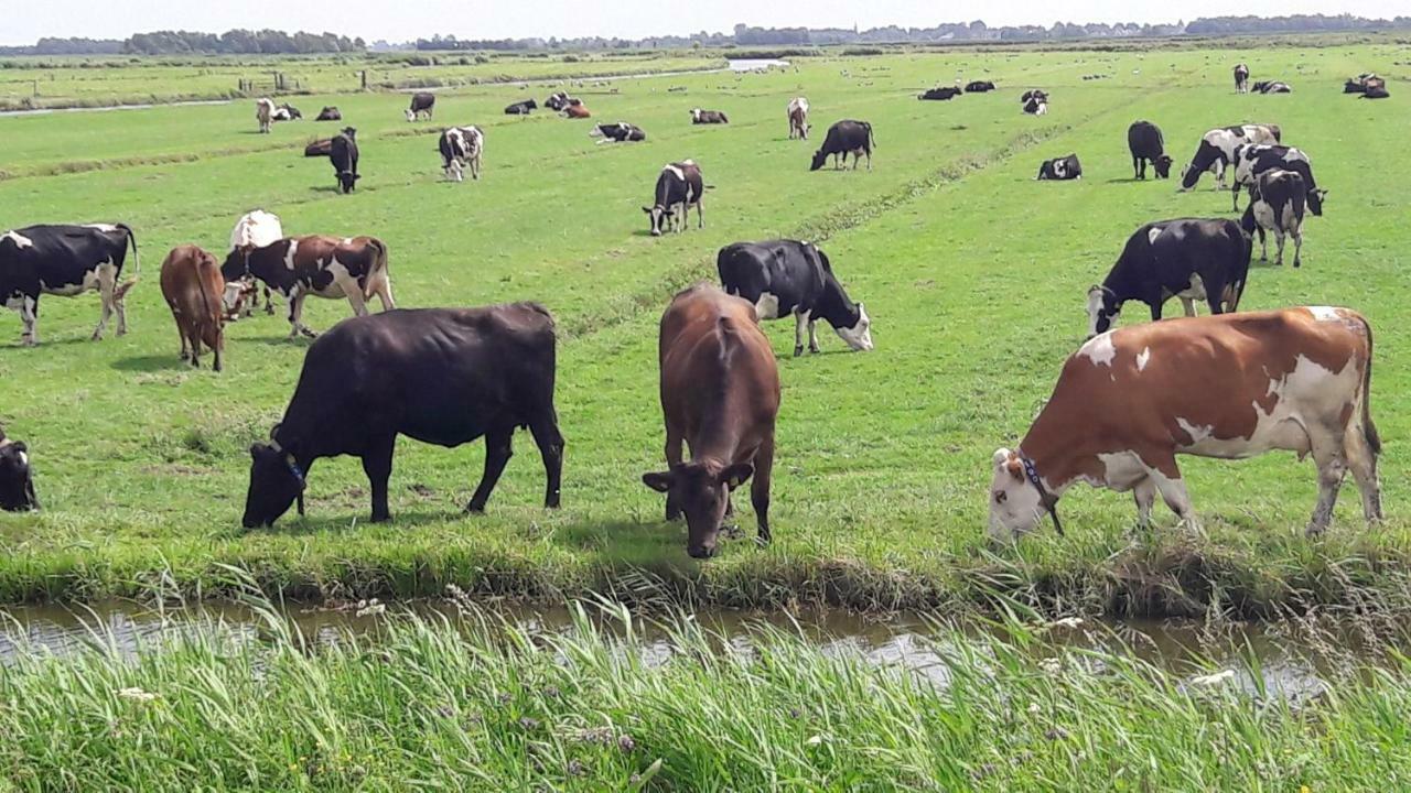 Noord-Hollands Hof Dream Lägenhet Spijkerboor Exteriör bild